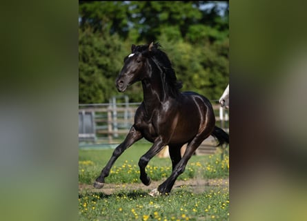 PRE Mix, Hengst, 2 Jahre, 154 cm, Rappe