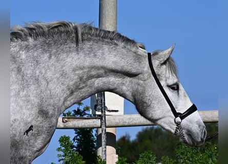 PRE, Hengst, 2 Jahre, 154 cm, Schimmel