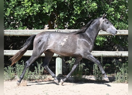 PRE Mix, Hengst, 2 Jahre, 155 cm, Schimmel