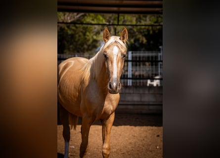 PRE, Hengst, 2 Jahre, 156 cm, Palomino