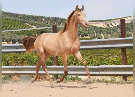 PRE, Hengst, 2 Jahre, 156 cm, Pearl
