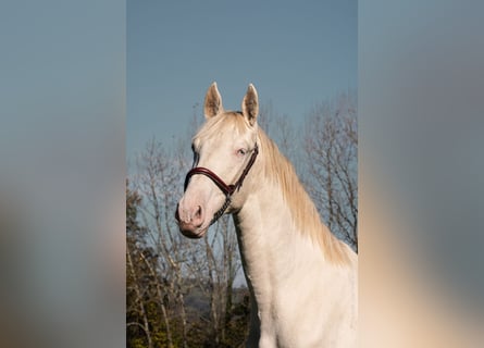 PRE, Hengst, 2 Jahre, 156 cm, Perlino