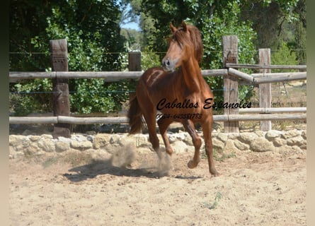 PRE, Hengst, 2 Jahre, 157 cm, Fuchs