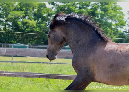 PRE Mix, Hengst, 2 Jahre, 157 cm, Schimmel