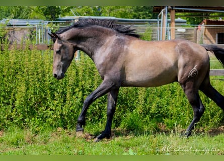 PRE, Hengst, 2 Jahre, 157 cm, Schimmel