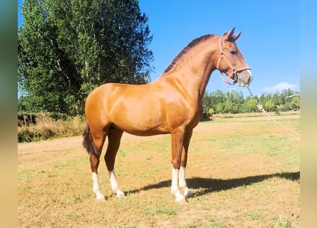 PRE Mix, Hengst, 2 Jahre, 158 cm, Fuchs