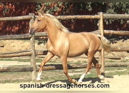 PRE, Hengst, 2 Jahre, 158 cm, Palomino