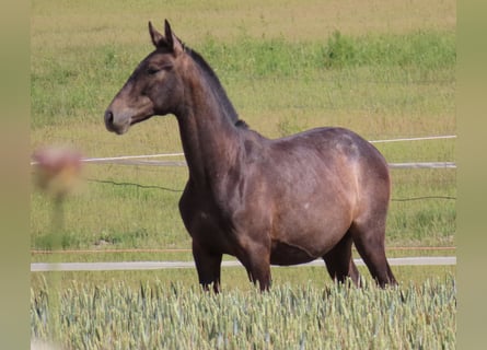 PRE, Hengst, 2 Jahre, 158 cm, Schimmel