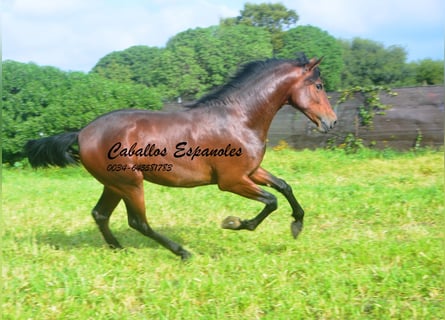 PRE Mix, Hengst, 2 Jahre, 159 cm, Brauner