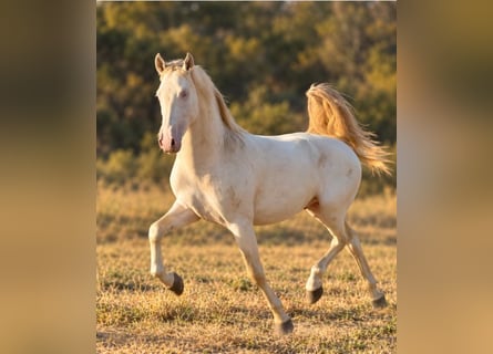 PRE Mix, Hengst, 2 Jahre, 159 cm, Perlino
