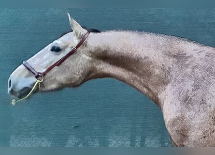 PRE Mix, Hengst, 2 Jahre, 159 cm, Schimmel