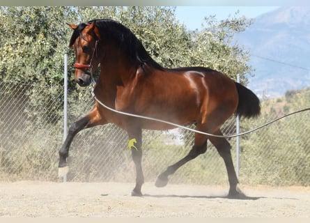 PRE, Hengst, 2 Jahre, 160 cm, Brauner