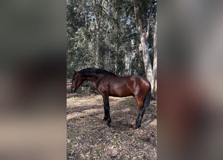 PRE Mix, Hengst, 2 Jahre, 160 cm, Brauner