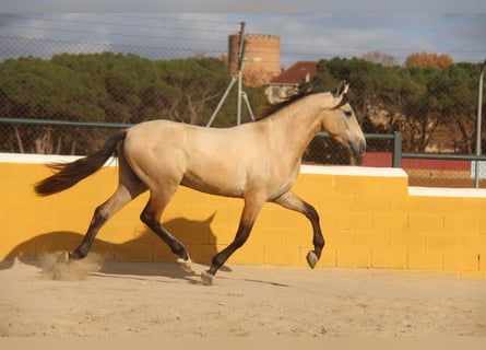 PRE Mix, Hengst, 2 Jahre, 160 cm, Falbe