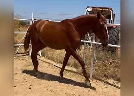 PRE, Hengst, 2 Jahre, 160 cm, Fuchs