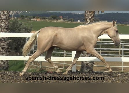 PRE, Hengst, 2 Jahre, 160 cm, Palomino