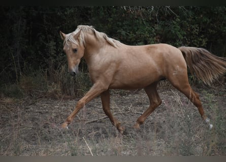 PRE Mix, Hengst, 2 Jahre, 160 cm, Palomino