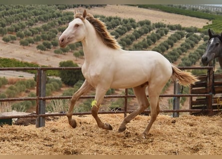 PRE, Hengst, 2 Jahre, 160 cm, Pearl