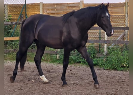 PRE Mix, Hengst, 2 Jahre, 160 cm, Rappe