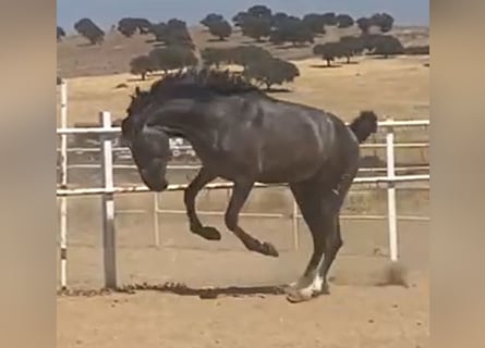 PRE, Hengst, 2 Jahre, 160 cm, Schimmel
