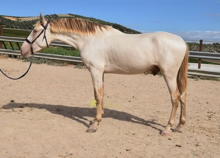 PRE, Hengst, 2 Jahre, 161 cm, Pearl