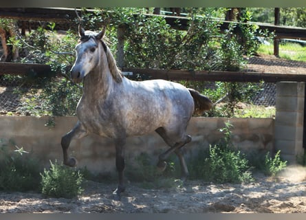 PRE, Hengst, 2 Jahre, 162 cm, Apfelschimmel