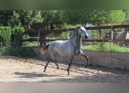 PRE, Hengst, 2 Jahre, 162 cm, Apfelschimmel