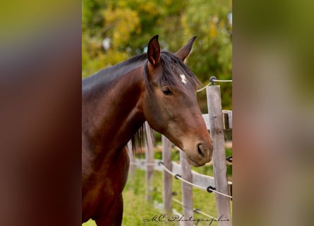 PRE Mix, Hengst, 2 Jahre, 162 cm, Brauner