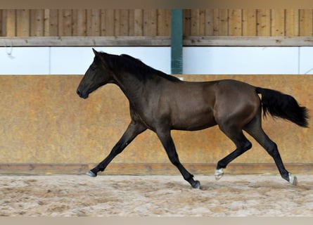 PRE, Hengst, 2 Jahre, 162 cm, Brauner