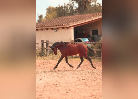 PRE, Hengst, 2 Jahre, 162 cm, Brauner