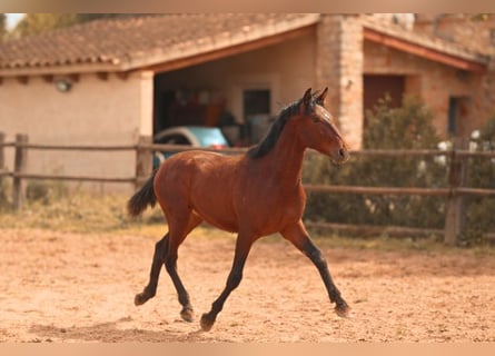 PRE, Hengst, 2 Jahre, 162 cm, Brauner