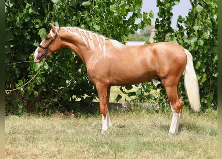 PRE Mix, Hengst, 2 Jahre, 162 cm, Palomino