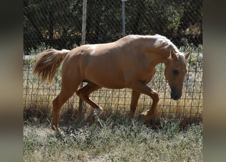 PRE, Hengst, 2 Jahre, 162 cm, Palomino
