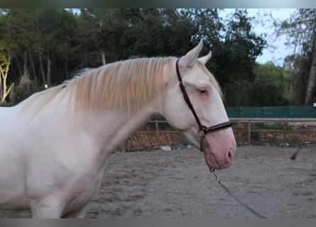 PRE Mix, Hengst, 2 Jahre, 162 cm, Perlino