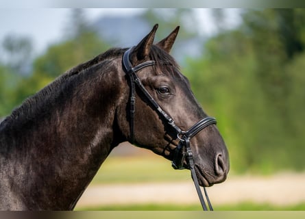 PRE Mix, Hengst, 2 Jahre, 162 cm, Rappe