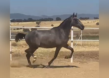 PRE, Hengst, 2 Jahre, 162 cm, Schimmel