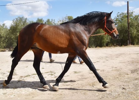 PRE Mix, Hengst, 2 Jahre, 163 cm
