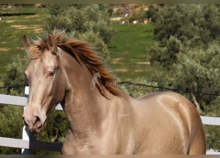 PRE, Hengst, 2 Jahre, 163 cm, Pearl