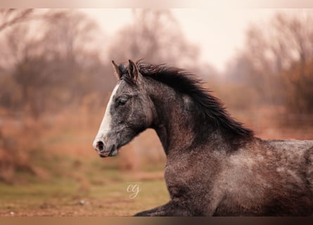 PRE, Hengst, 2 Jahre, 163 cm, Schimmel