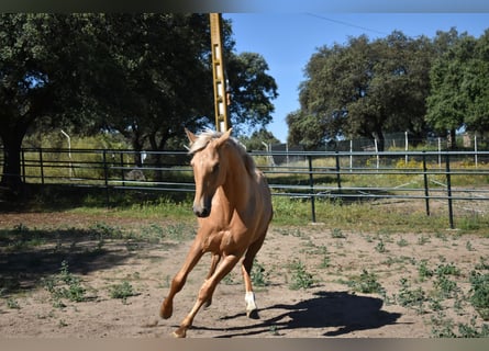 PRE, Hengst, 2 Jahre, 164 cm, Palomino