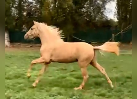 PRE Mix, Hengst, 2 Jahre, 164 cm, Palomino