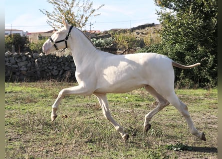 PRE Mix, Hengst, 2 Jahre, 164 cm, Perlino