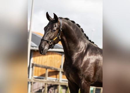 PRE Mix, Hengst, 2 Jahre, 164 cm, Rappe