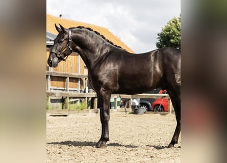 PRE Mix, Hengst, 2 Jahre, 164 cm, Rappe