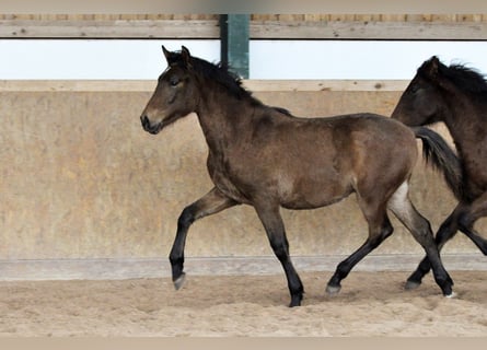 PRE, Hengst, 2 Jahre, 165 cm, Brauner