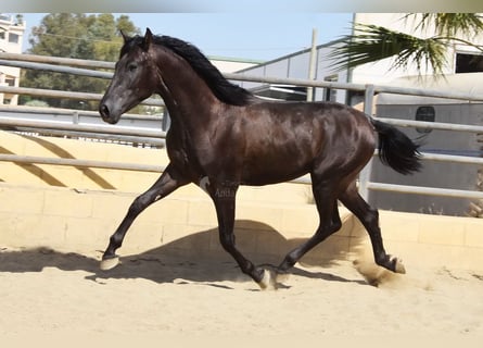 PRE, Hengst, 2 Jahre, 165 cm, Rappe