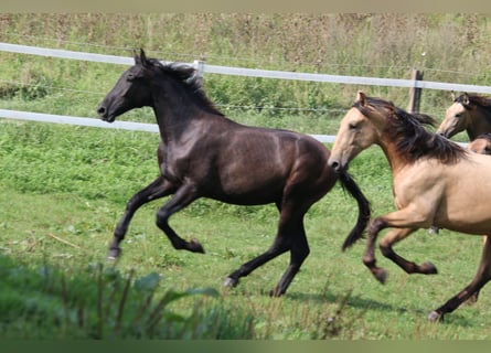 PRE, Hengst, 2 Jahre, 165 cm, Rappschimmel