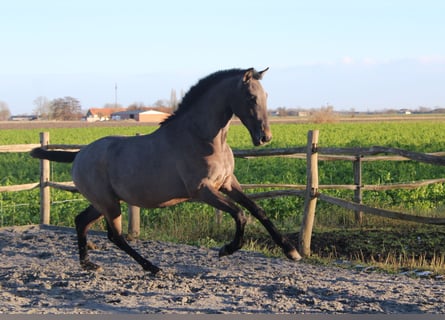 PRE, Hengst, 2 Jahre, 165 cm, Schimmel