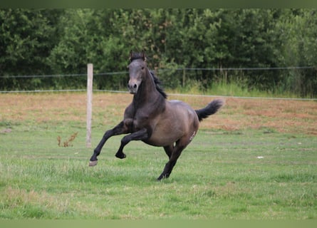 PRE, Hengst, 2 Jahre, 165 cm, Schimmel