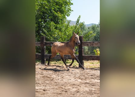 PRE, Hengst, 2 Jahre, 166 cm, Buckskin